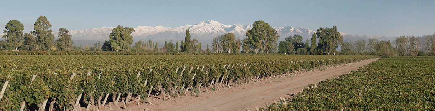 NUESTROS VIÑEDOS